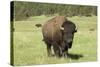 Free-Ranging Bison Bull on the Grasslands of Custer State Park in the Black Hills, South Dakota-null-Stretched Canvas