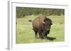 Free-Ranging Bison Bull on the Grasslands of Custer State Park in the Black Hills, South Dakota-null-Framed Photographic Print