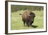 Free-Ranging Bison Bull on the Grasslands of Custer State Park in the Black Hills, South Dakota-null-Framed Photographic Print