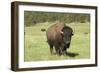 Free-Ranging Bison Bull on the Grasslands of Custer State Park in the Black Hills, South Dakota-null-Framed Photographic Print