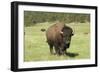 Free-Ranging Bison Bull on the Grasslands of Custer State Park in the Black Hills, South Dakota-null-Framed Photographic Print