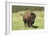 Free-Ranging Bison Bull on the Grasslands of Custer State Park in the Black Hills, South Dakota-null-Framed Photographic Print