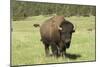 Free-Ranging Bison Bull on the Grasslands of Custer State Park in the Black Hills, South Dakota-null-Mounted Photographic Print