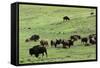 Free-Ranging Buffalo Herd on the Grasslands of Custer State Park in the Black Hills, South Dakota-null-Framed Stretched Canvas