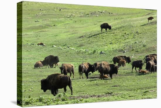 Free-Ranging Buffalo Herd on the Grasslands of Custer State Park in the Black Hills, South Dakota-null-Stretched Canvas