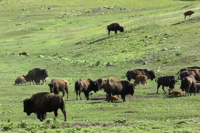 https://imgc.allpostersimages.com/img/posters/free-ranging-buffalo-herd-on-the-grasslands-of-custer-state-park-in-the-black-hills-south-dakota_u-L-Q10U4DH0.jpg?artPerspective=n