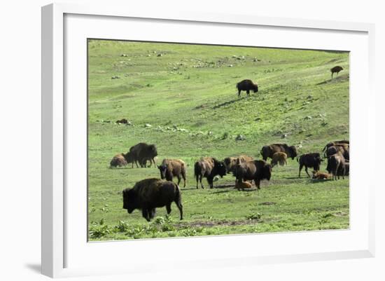 Free-Ranging Buffalo Herd on the Grasslands of Custer State Park in the Black Hills, South Dakota-null-Framed Photographic Print