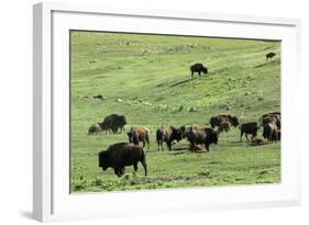Free-Ranging Buffalo Herd on the Grasslands of Custer State Park in the Black Hills, South Dakota-null-Framed Photographic Print