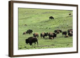 Free-Ranging Buffalo Herd on the Grasslands of Custer State Park in the Black Hills, South Dakota-null-Framed Photographic Print