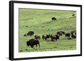 Free-Ranging Buffalo Herd on the Grasslands of Custer State Park in the Black Hills, South Dakota-null-Framed Photographic Print