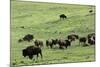 Free-Ranging Buffalo Herd on the Grasslands of Custer State Park in the Black Hills, South Dakota-null-Mounted Photographic Print