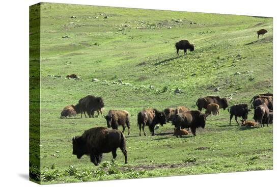 Stretched Canvas Print, , large