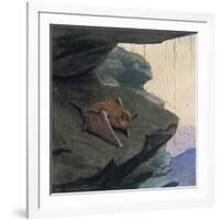 Free Tailed Bat-Louis Agassiz Fuertes-Framed Giclee Print