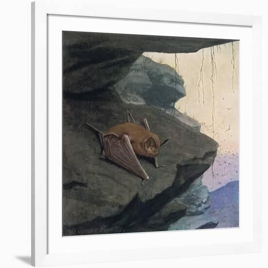 Free Tailed Bat-Louis Agassiz Fuertes-Framed Giclee Print