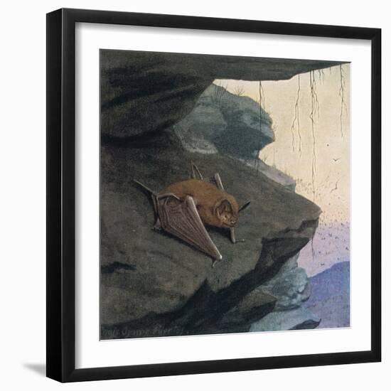 Free Tailed Bat-Louis Agassiz Fuertes-Framed Giclee Print