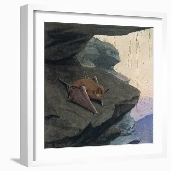 Free Tailed Bat-Louis Agassiz Fuertes-Framed Giclee Print