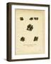 Free-Tailed Bats-null-Framed Giclee Print