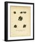 Free-Tailed Bats-null-Framed Giclee Print