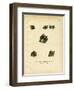 Free-Tailed Bats-null-Framed Giclee Print