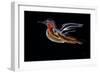 Freedom Bird-Rabi Khan-Framed Art Print