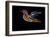 Freedom Bird-Rabi Khan-Framed Premium Giclee Print