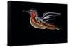 Freedom Bird-Rabi Khan-Framed Stretched Canvas