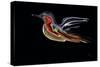 Freedom Bird-Rabi Khan-Stretched Canvas