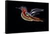 Freedom Bird-Rabi Khan-Framed Stretched Canvas