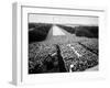 Freedom March During Civil Rights Rally, with View of Washington Memorial Monument in the Bkgrd-null-Framed Photographic Print