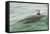 Freedom of a Bottlenose Dolphin (Tursiops Truncatus).-Stephen Frink-Framed Stretched Canvas