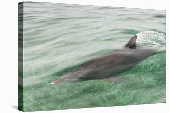 Freedom of a Bottlenose Dolphin (Tursiops Truncatus).-Stephen Frink-Stretched Canvas