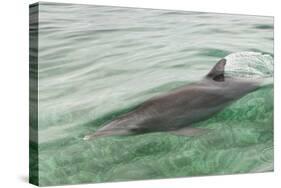 Freedom of a Bottlenose Dolphin (Tursiops Truncatus).-Stephen Frink-Stretched Canvas