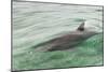 Freedom of a Bottlenose Dolphin (Tursiops Truncatus).-Stephen Frink-Mounted Photographic Print