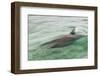 Freedom of a Bottlenose Dolphin (Tursiops Truncatus).-Stephen Frink-Framed Photographic Print