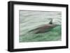 Freedom of a Bottlenose Dolphin (Tursiops Truncatus).-Stephen Frink-Framed Photographic Print