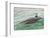 Freedom of a Bottlenose Dolphin (Tursiops Truncatus).-Stephen Frink-Framed Photographic Print