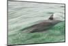 Freedom of a Bottlenose Dolphin (Tursiops Truncatus).-Stephen Frink-Mounted Photographic Print