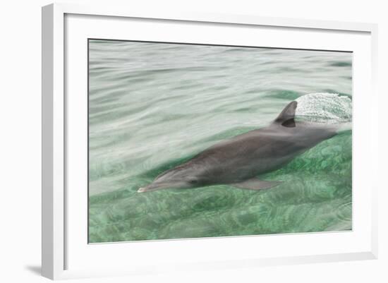 Freedom of a Bottlenose Dolphin (Tursiops Truncatus).-Stephen Frink-Framed Photographic Print