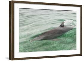 Freedom of a Bottlenose Dolphin (Tursiops Truncatus).-Stephen Frink-Framed Photographic Print