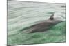 Freedom of a Bottlenose Dolphin (Tursiops Truncatus).-Stephen Frink-Mounted Photographic Print