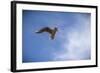 Freedom-Giuseppe Torre-Framed Photographic Print