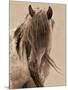 Freedom-Lisa Dearing-Mounted Photographic Print