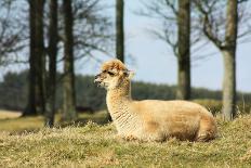 Alpaca Lying on Grass.-Freely-Framed Stretched Canvas