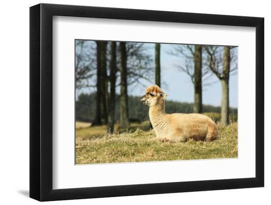 Premium Photographic Print, , large