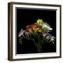 Freesia 7-Magda Indigo-Framed Photographic Print