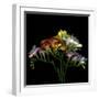 Freesia 7-Magda Indigo-Framed Photographic Print