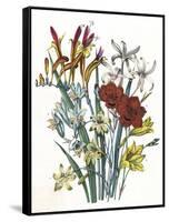 Freesia and Others-null-Framed Stretched Canvas