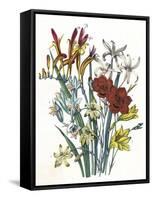 Freesia and Others-null-Framed Stretched Canvas