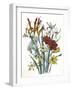 Freesia and Others-null-Framed Art Print