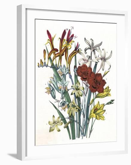 Freesia and Others-null-Framed Art Print